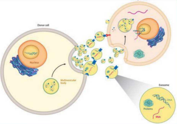 Screenshot 2025-11-01 at 22-45-34 Exosome Details.pdf